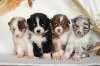  - Des chiots sont DISPONIBLES !