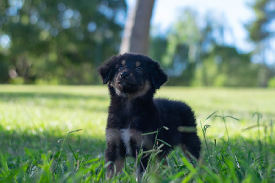 Shadow sooty black