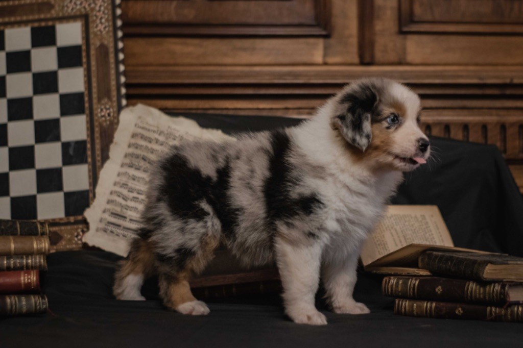 des Sources d'Émeraude - Chiot disponible  - Berger Australien