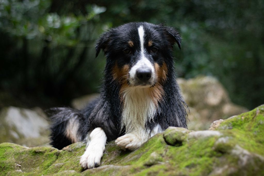Pitt Des Bergers De Peirocountaou