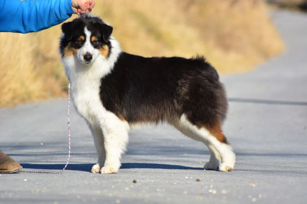 Royal bubble crown au coeur du verdon