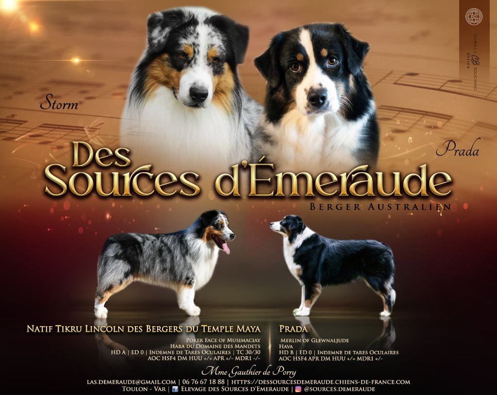 des Sources d'Émeraude - Berger Australien - Portée née le 04/09/2024