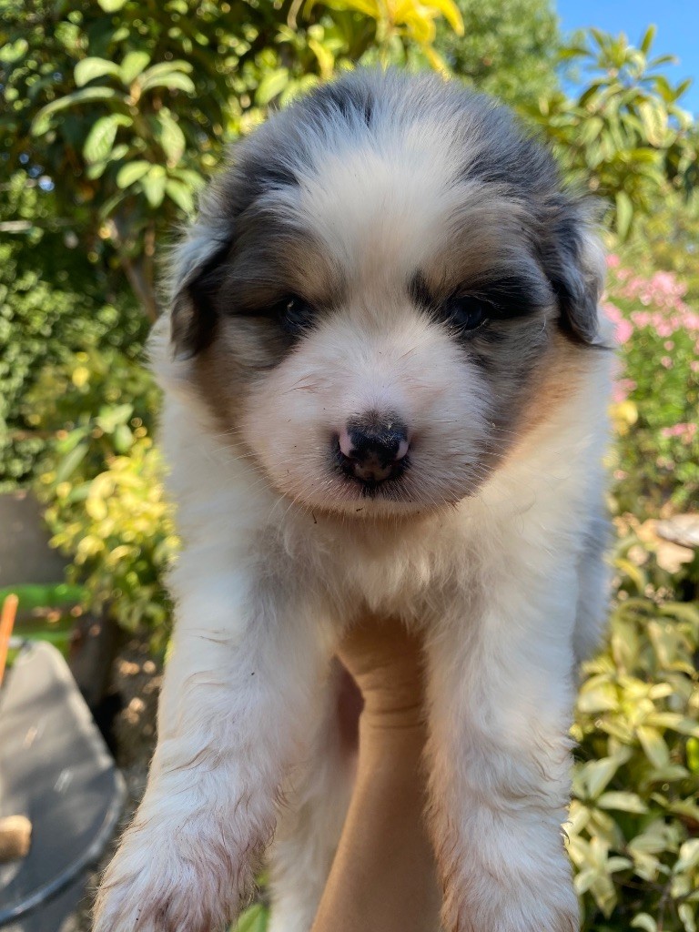 des Sources d'Émeraude - Chiots disponibles - Berger Australien