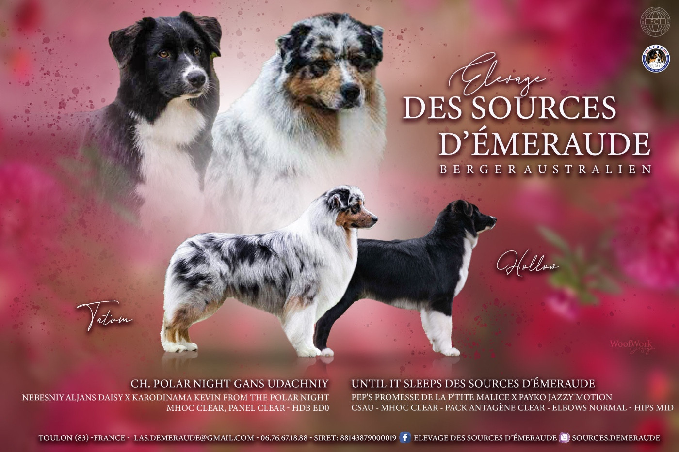 des Sources d'Émeraude - Berger Australien - Portée née le 02/02/2026