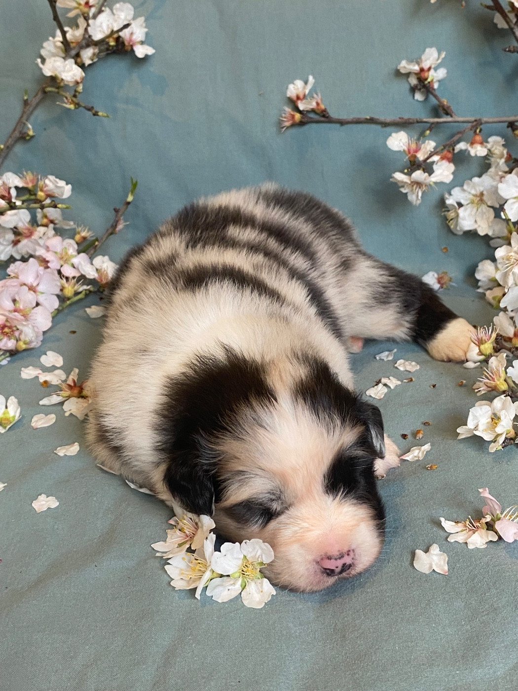 des Sources d'Émeraude - Chiots disponibles - Berger Australien