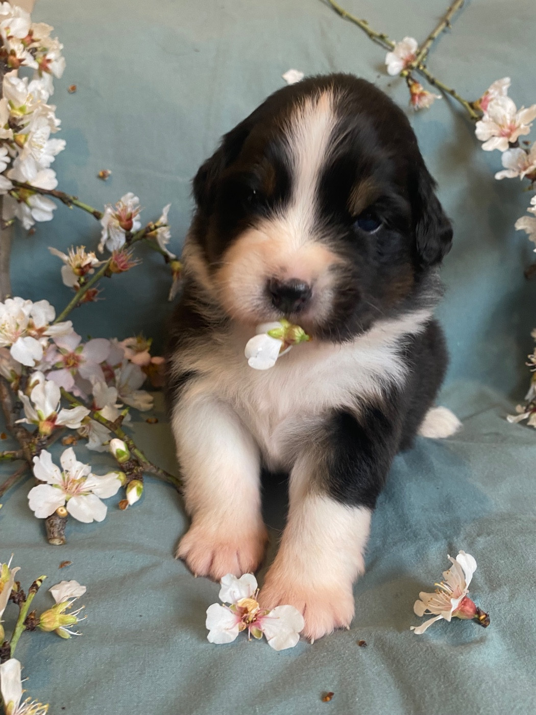 des Sources d'Émeraude - Chiots disponibles - Berger Australien