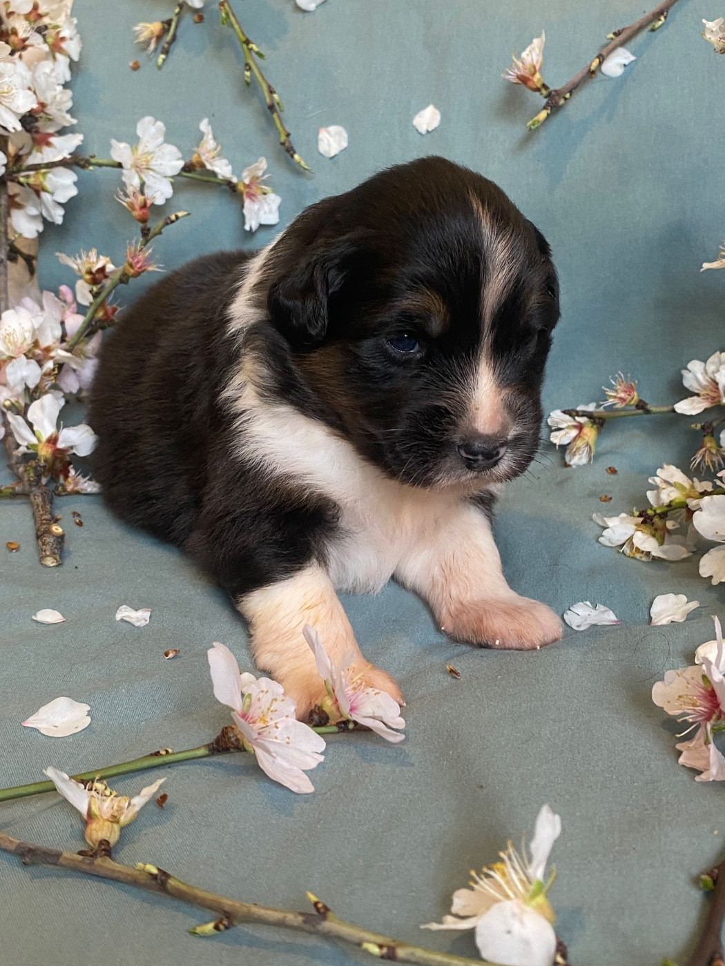 des Sources d'Émeraude - Chiots disponibles - Berger Australien
