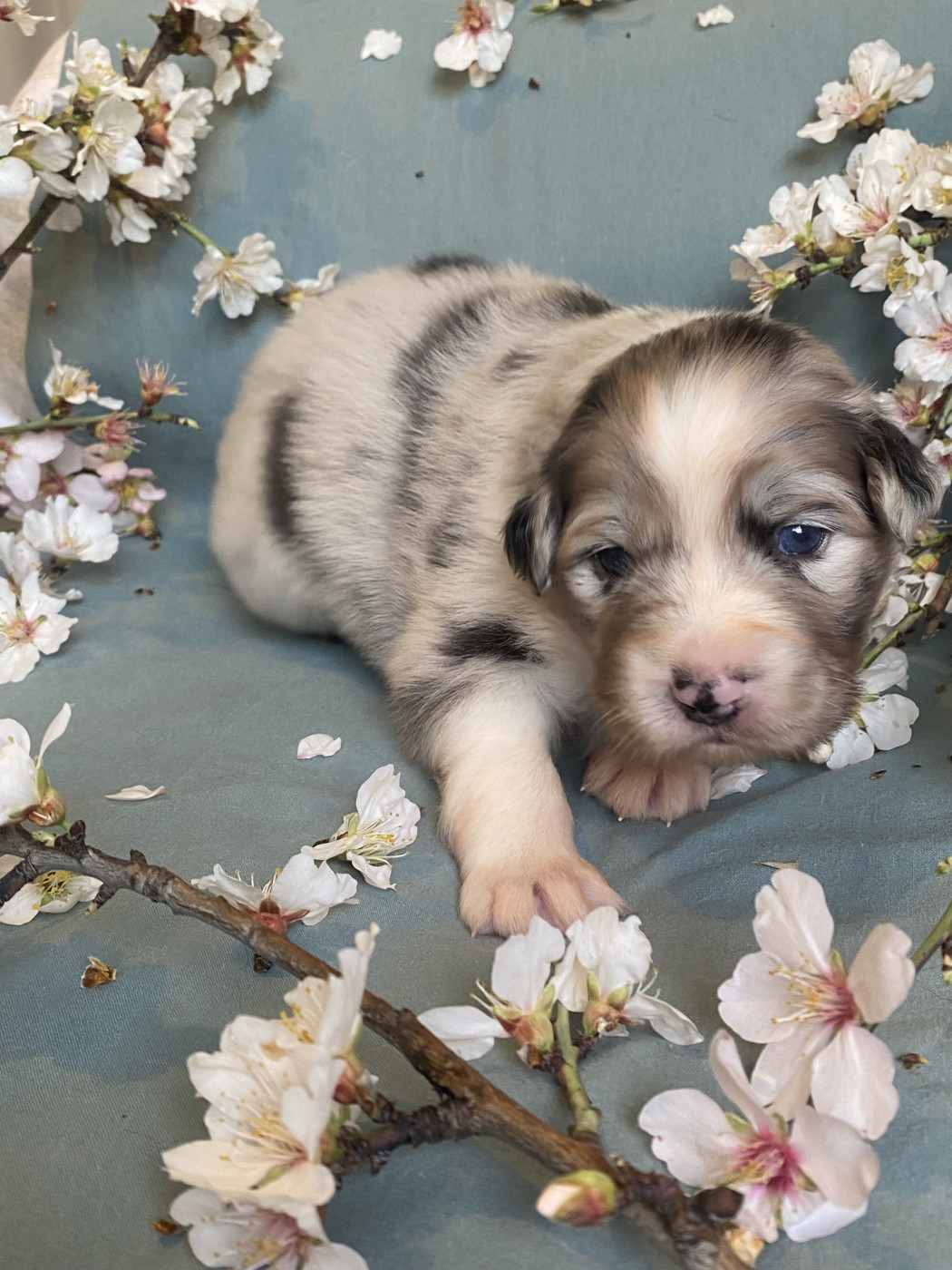 des Sources d'Émeraude - Chiots disponibles - Berger Australien