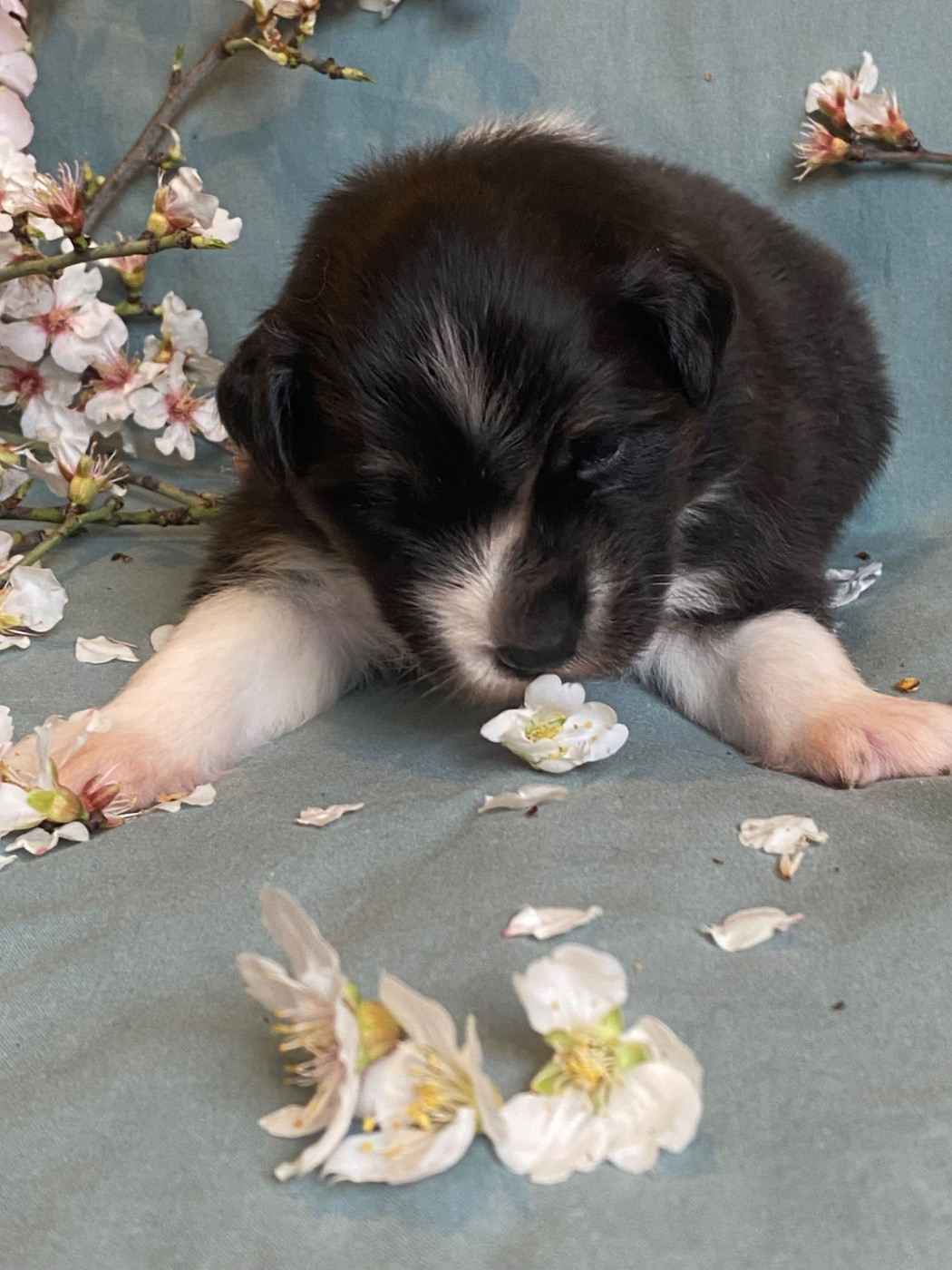 des Sources d'Émeraude - Chiots disponibles - Berger Australien