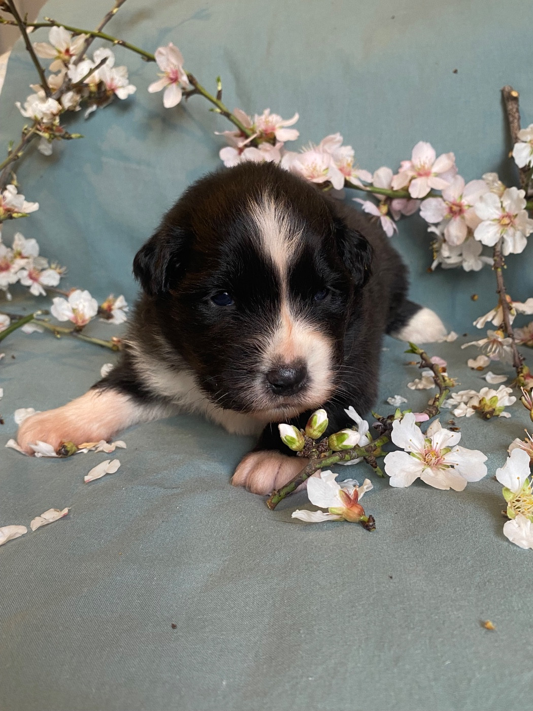 des Sources d'Émeraude - Chiots disponibles - Berger Australien