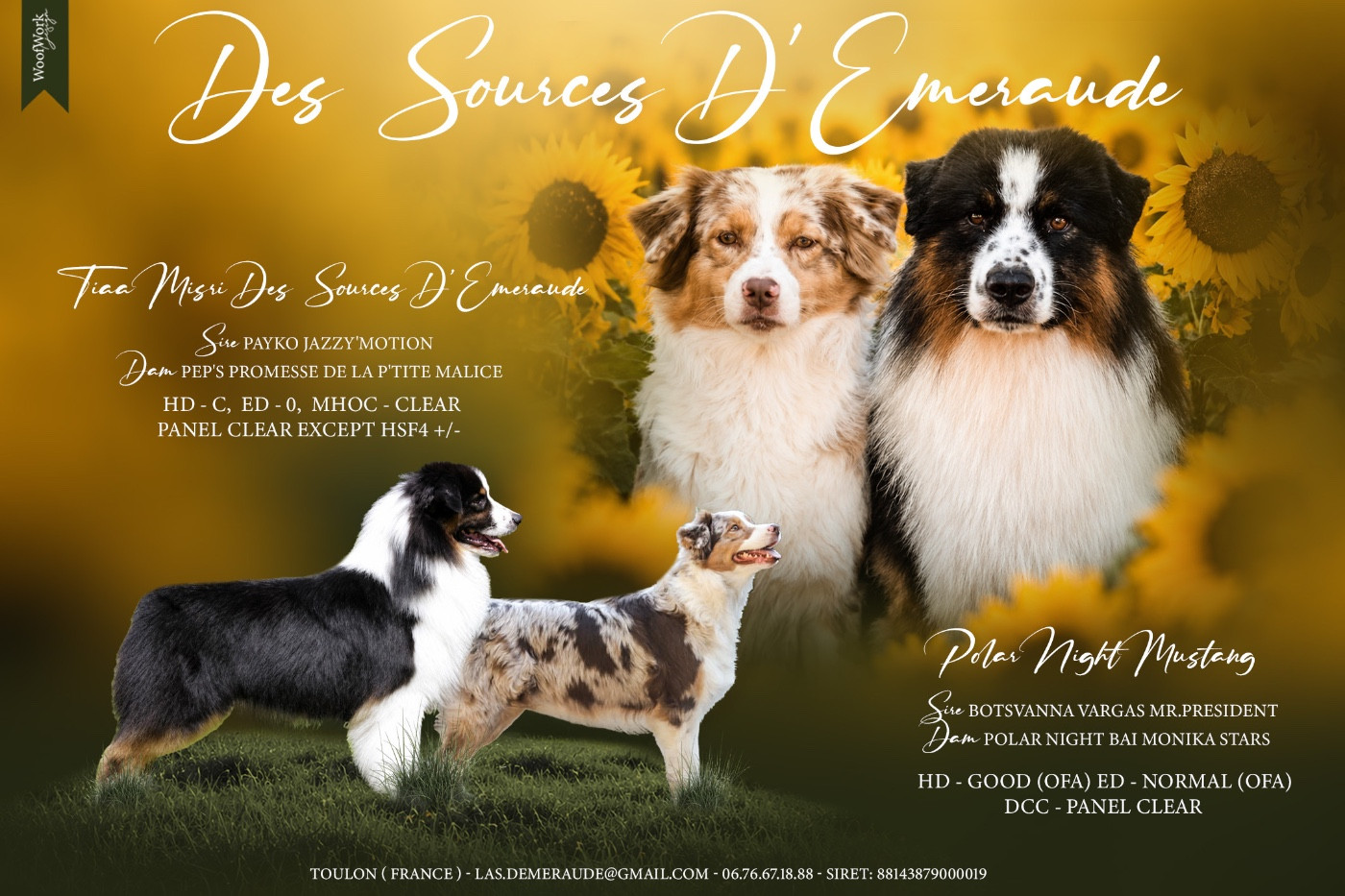 des Sources d'Émeraude - Berger Australien - Portée née le 19/07/2026