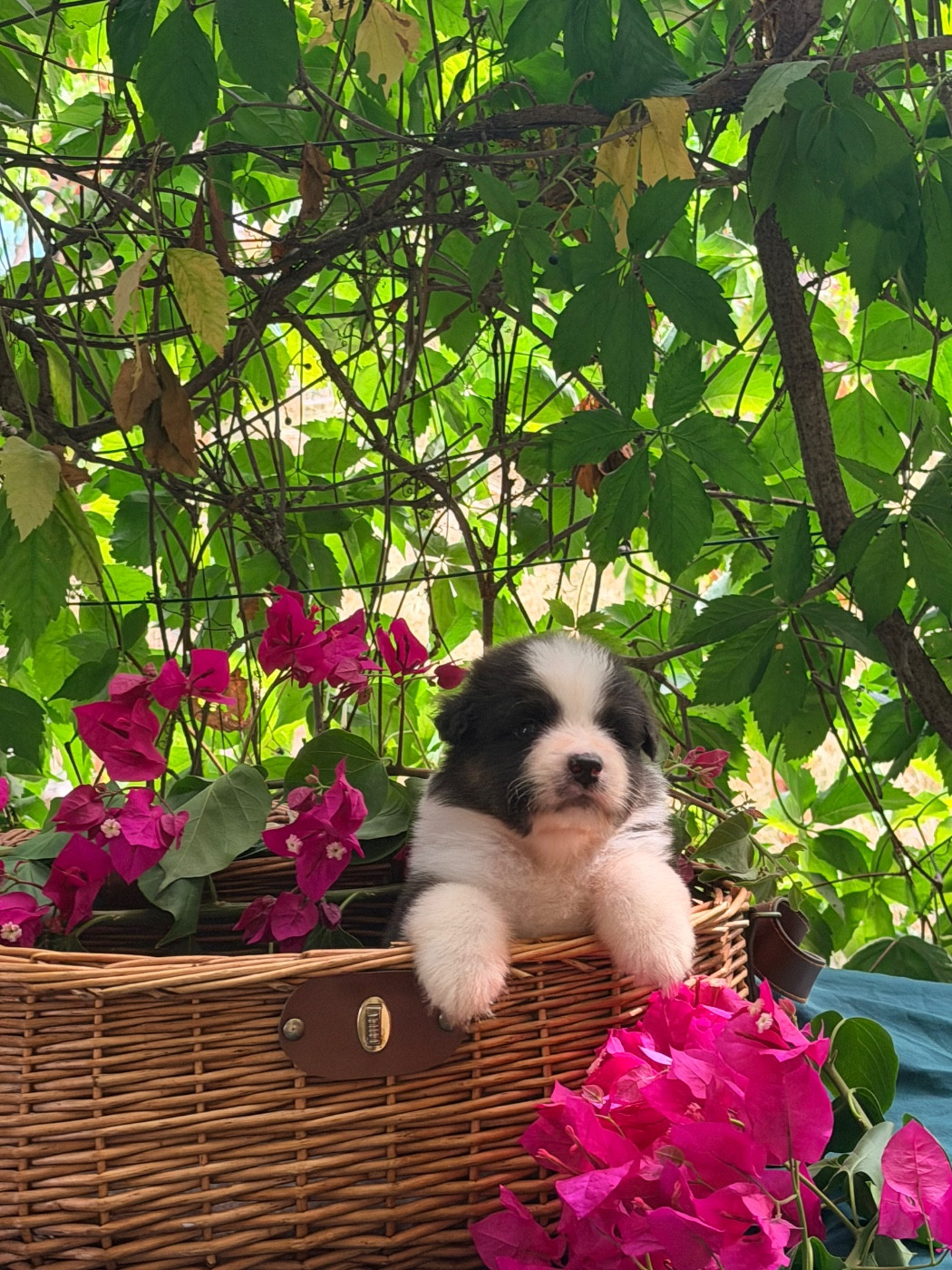 des Sources d'Émeraude - Chiots disponibles - Berger Australien