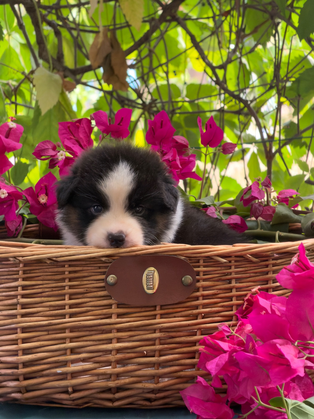 des Sources d'Émeraude - Chiots disponibles - Berger Australien
