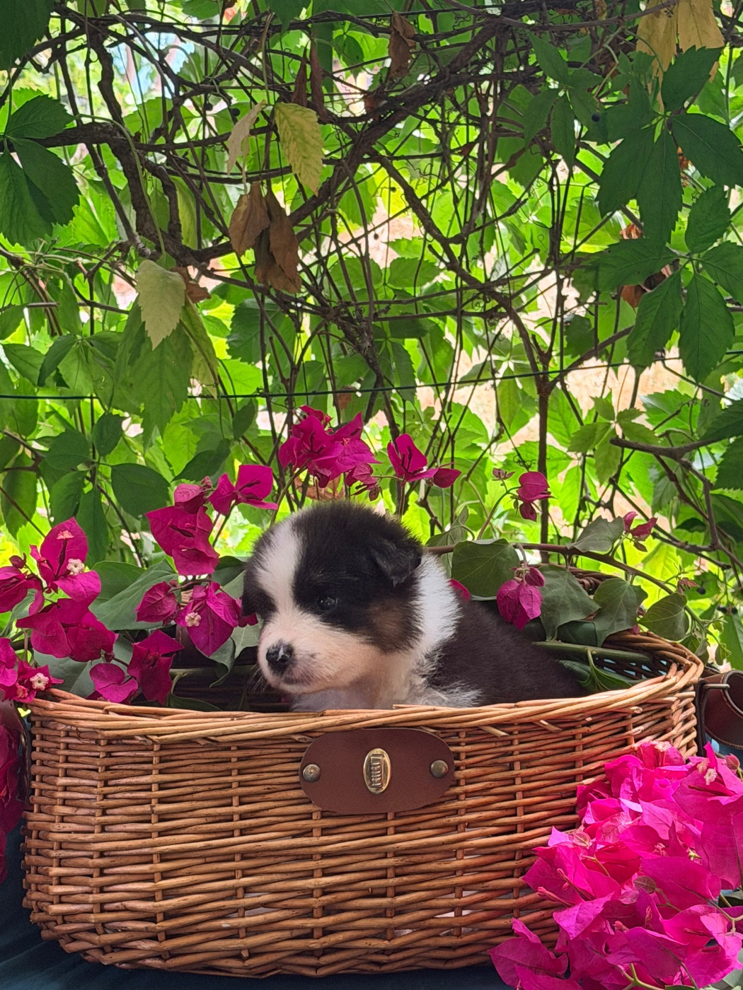 des Sources d'Émeraude - Chiots disponibles - Berger Australien