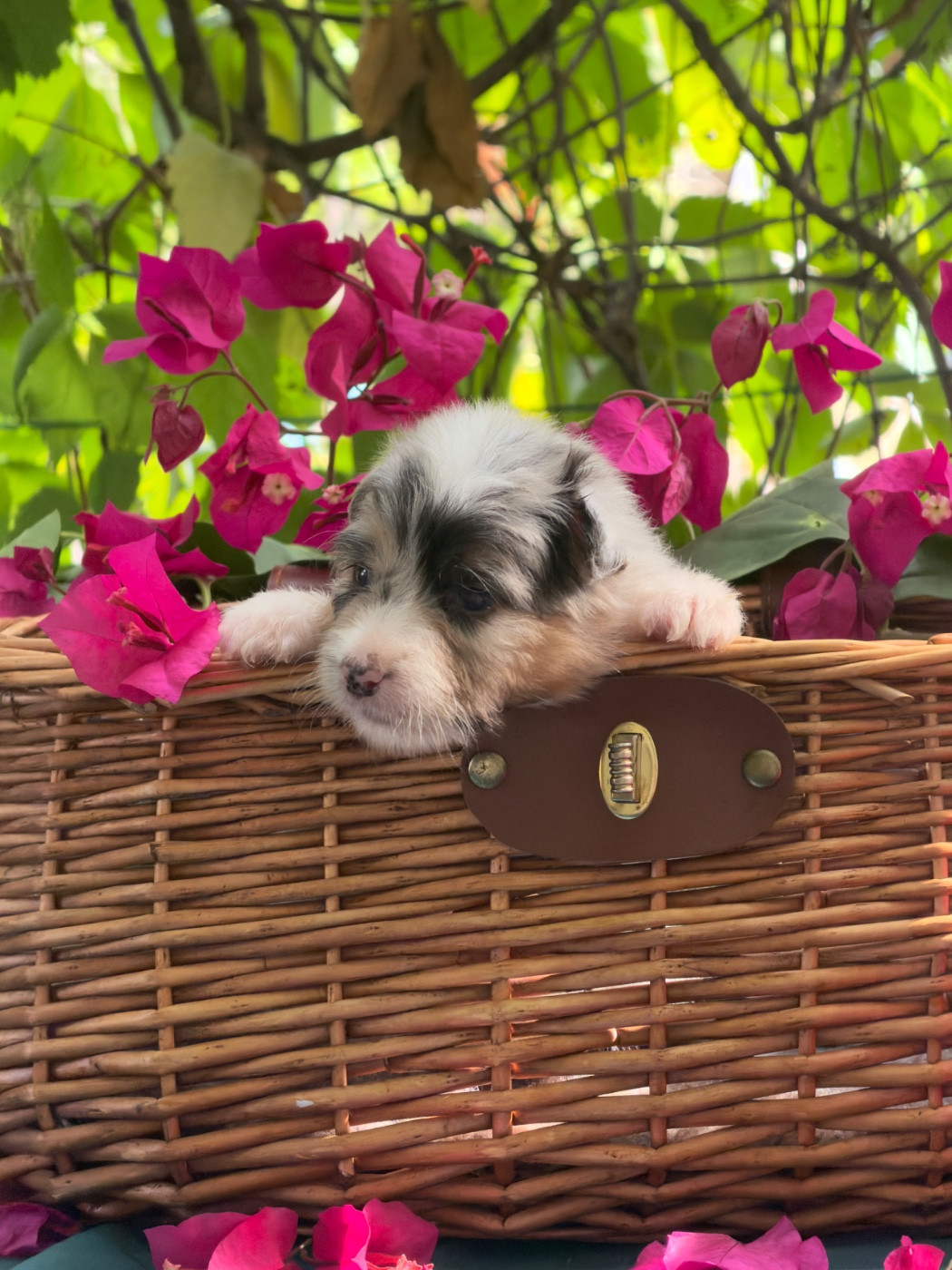 des Sources d'Émeraude - Chiots disponibles - Berger Australien