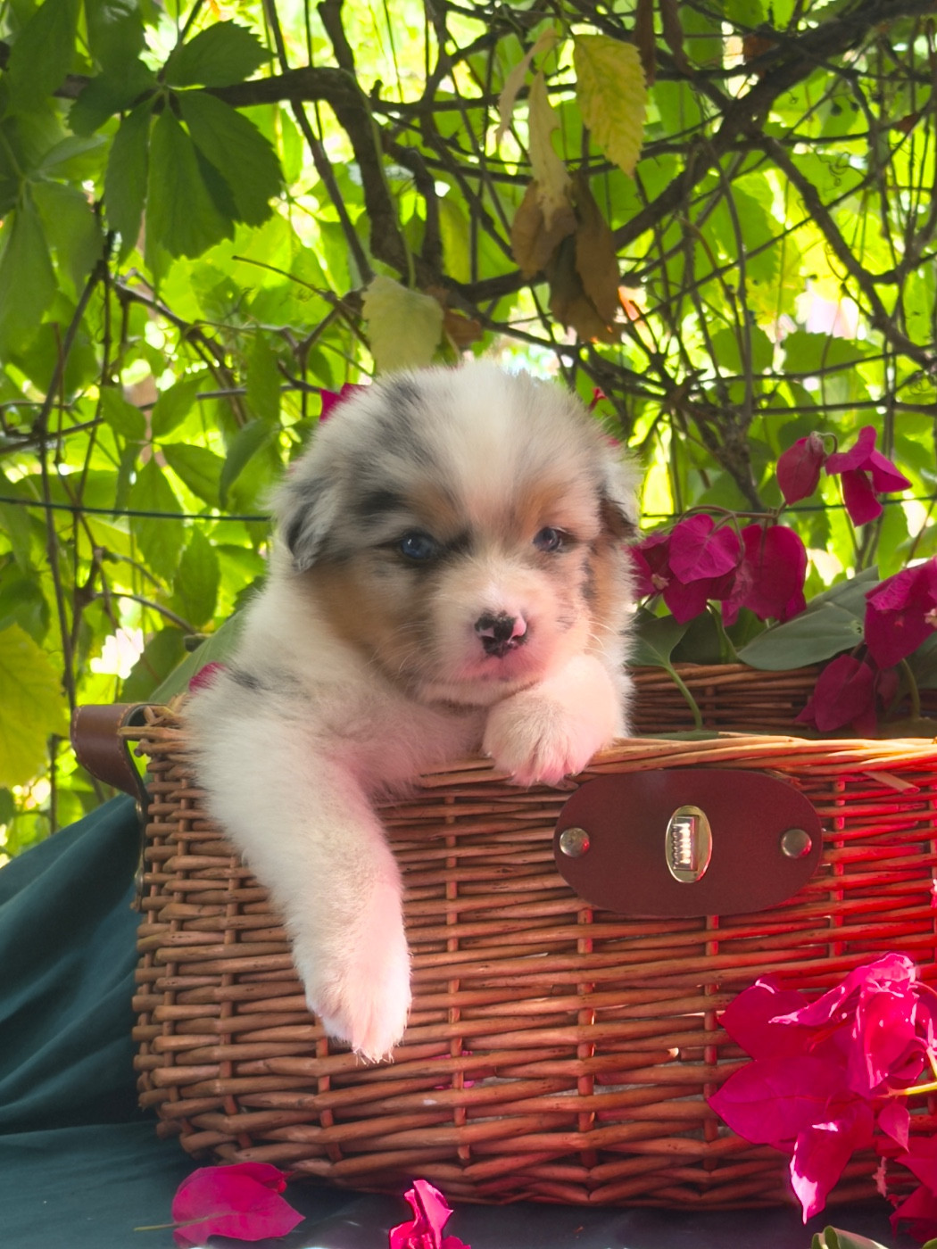 des Sources d'Émeraude - Chiots disponibles - Berger Australien