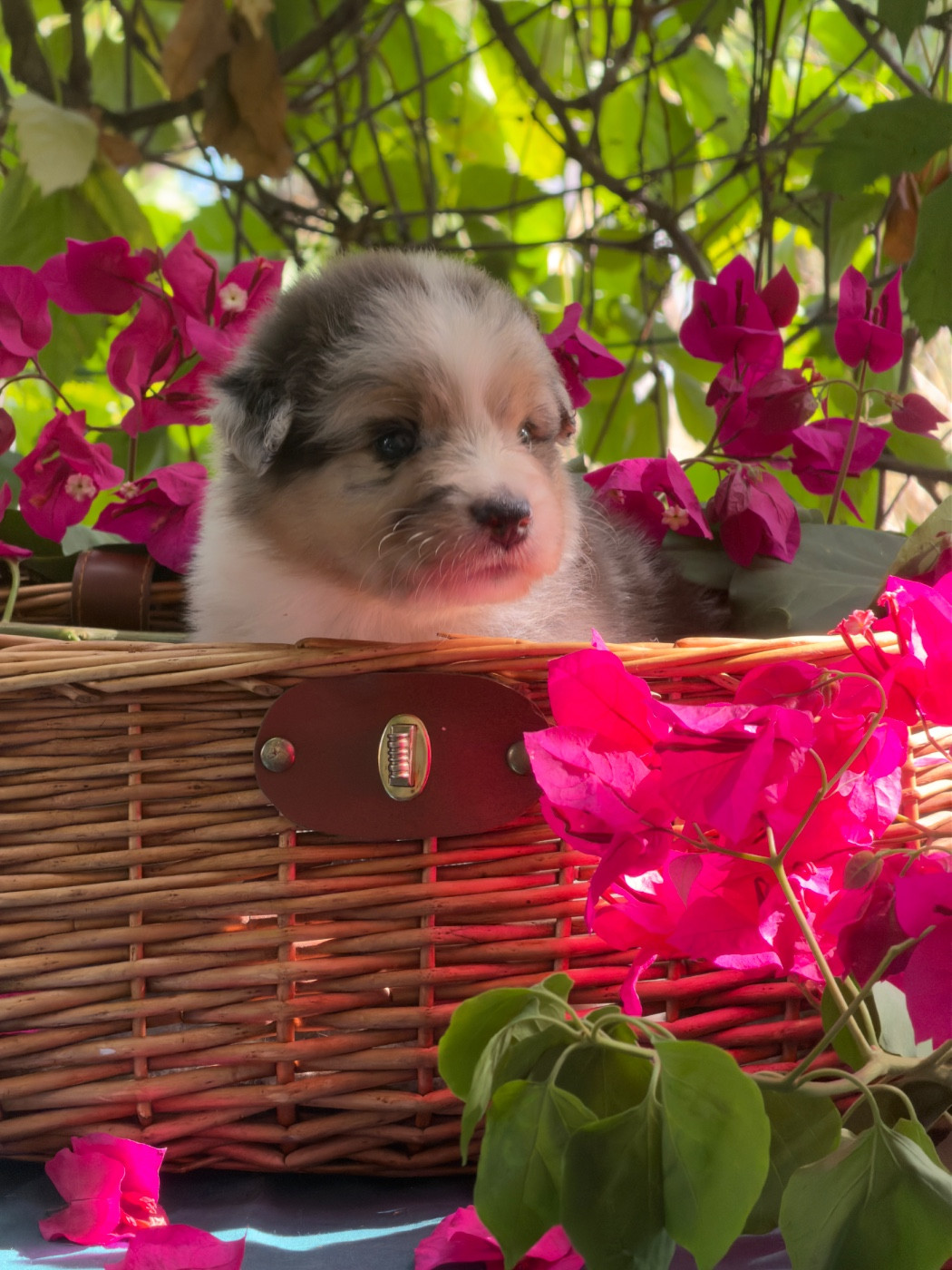 des Sources d'Émeraude - Chiots disponibles - Berger Australien