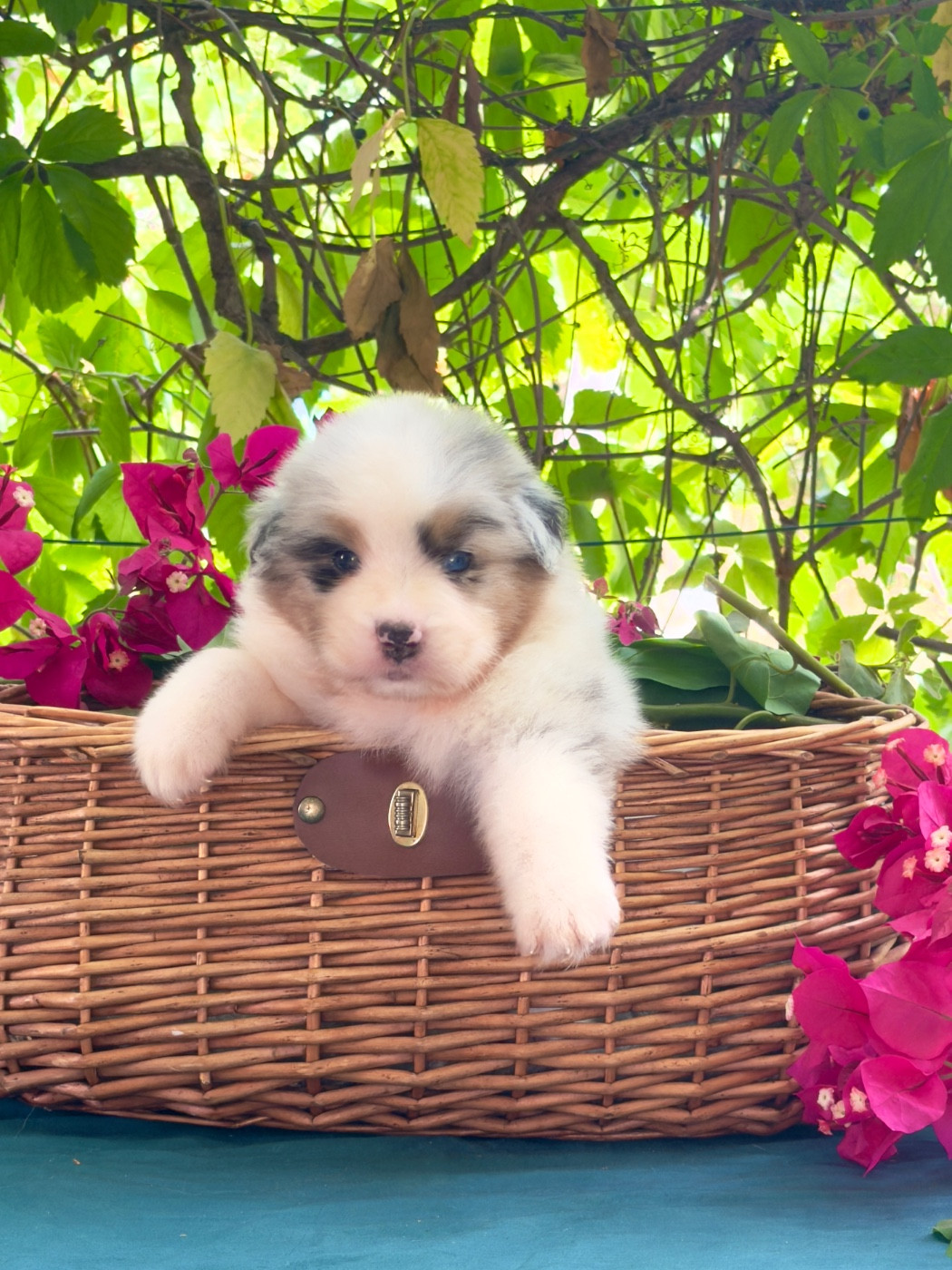 des Sources d'Émeraude - Chiots disponibles - Berger Australien