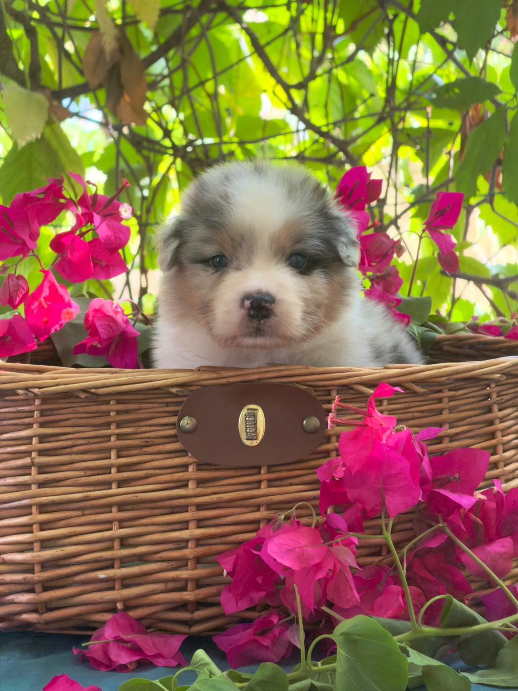 des Sources d'Émeraude - Chiots disponibles - Berger Australien