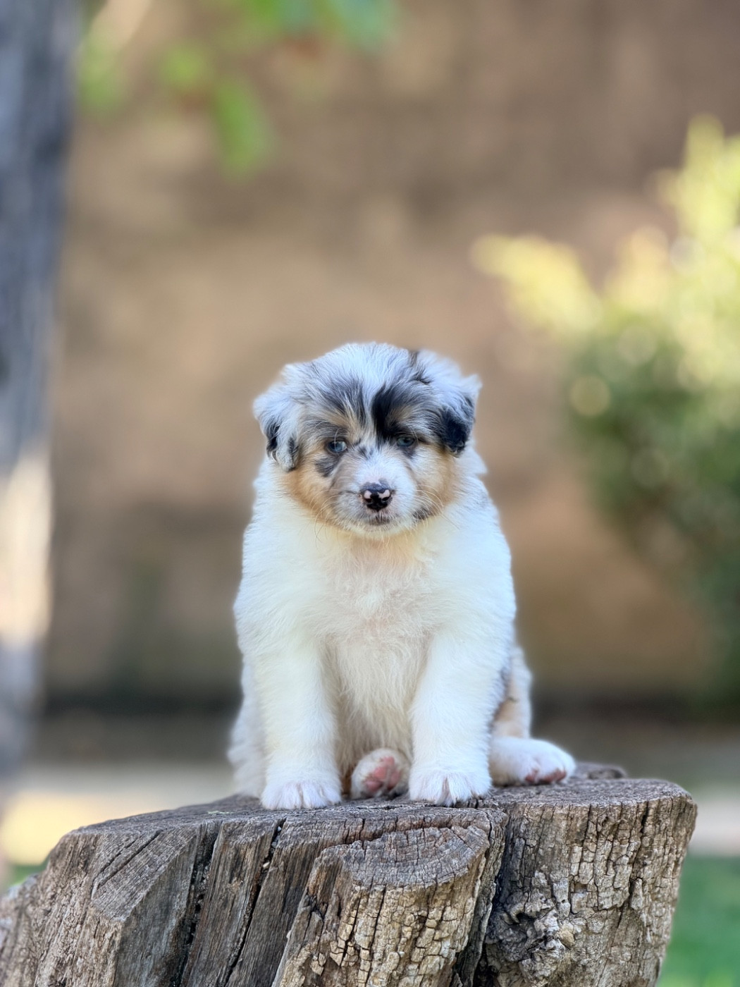 des Sources d'Émeraude - Chiots disponibles - Berger Australien