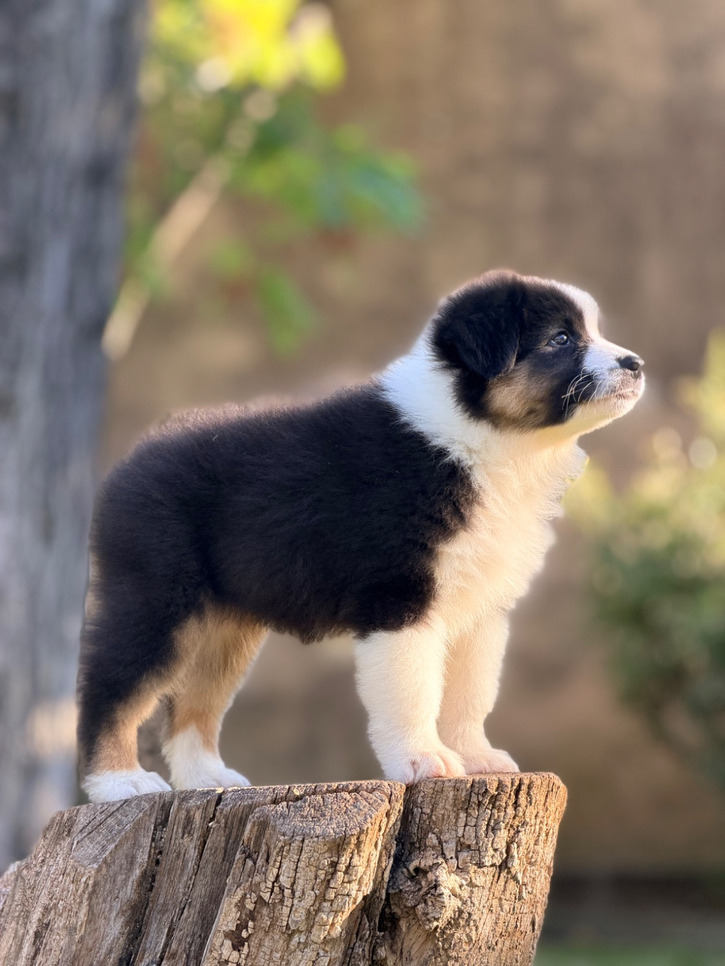 des Sources d'Émeraude - Chiots disponibles - Berger Australien