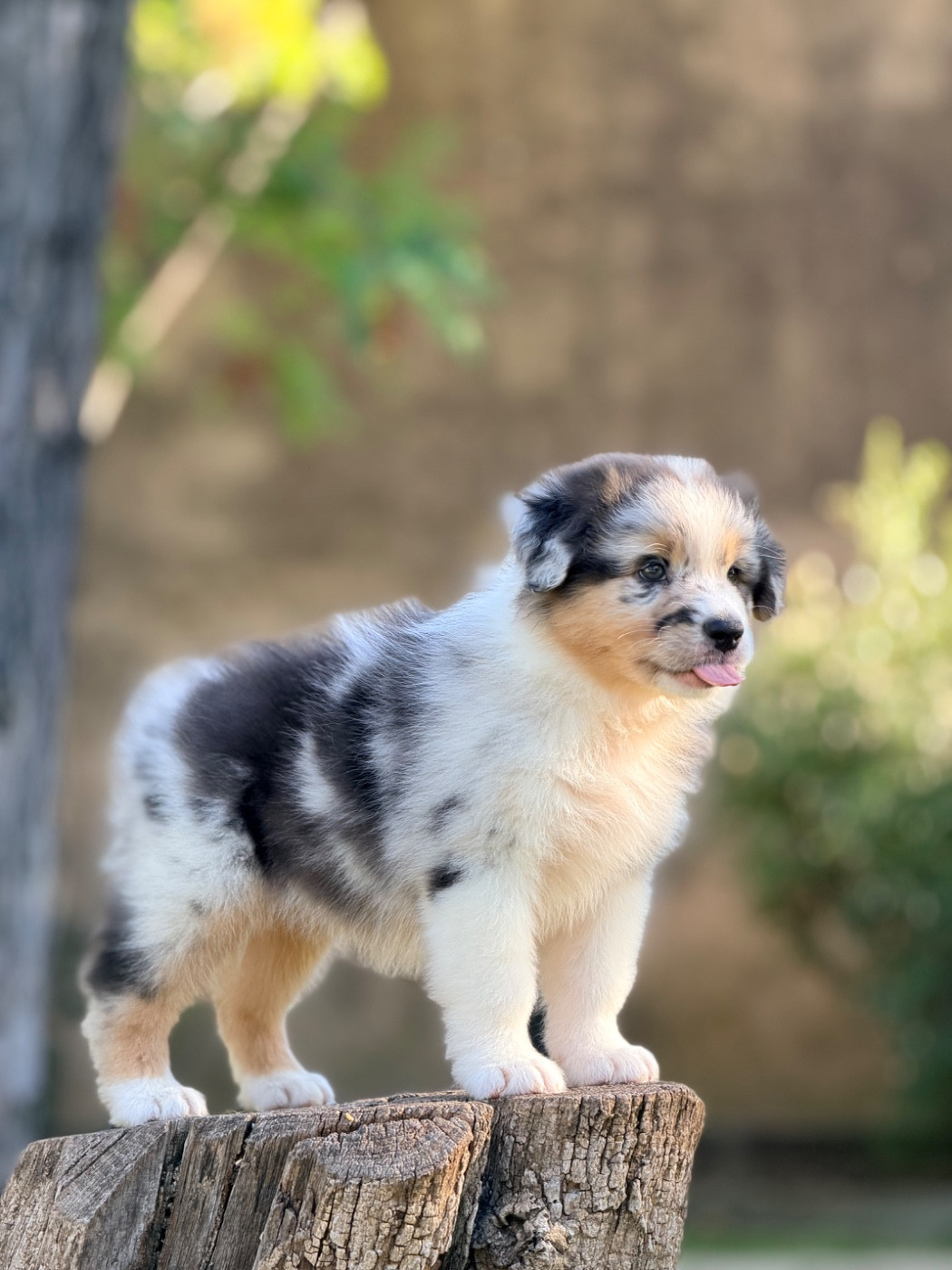 des Sources d'Émeraude - Chiots disponibles - Berger Australien