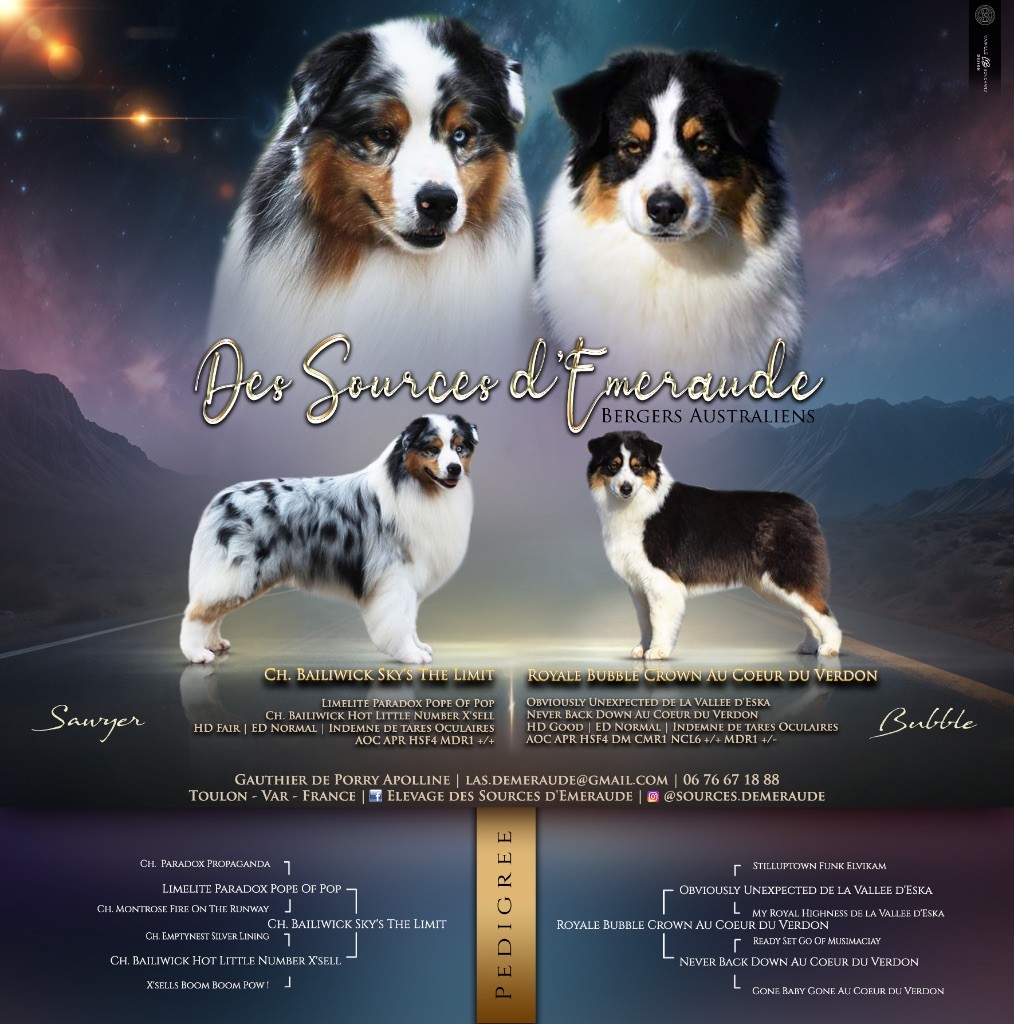 Chiot Berger Australien des Sources d'Émeraude