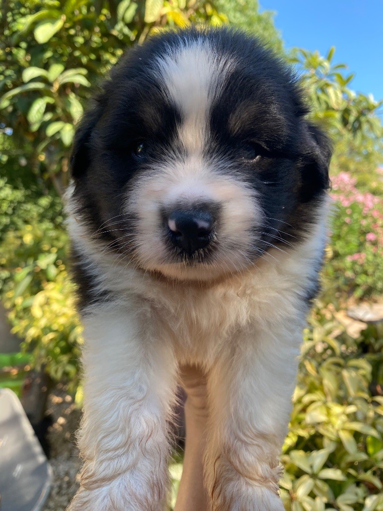 des Sources d'Émeraude - Chiots disponibles - Berger Australien