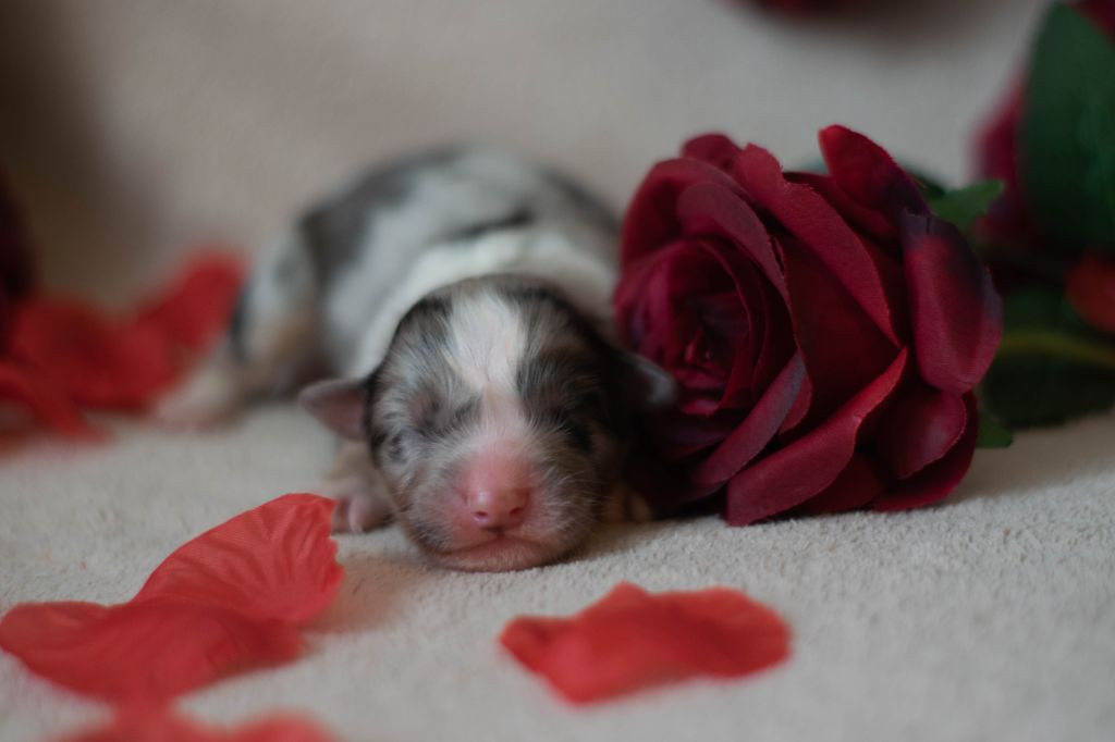 des Sources d'Émeraude - Chiots disponibles - Berger Australien