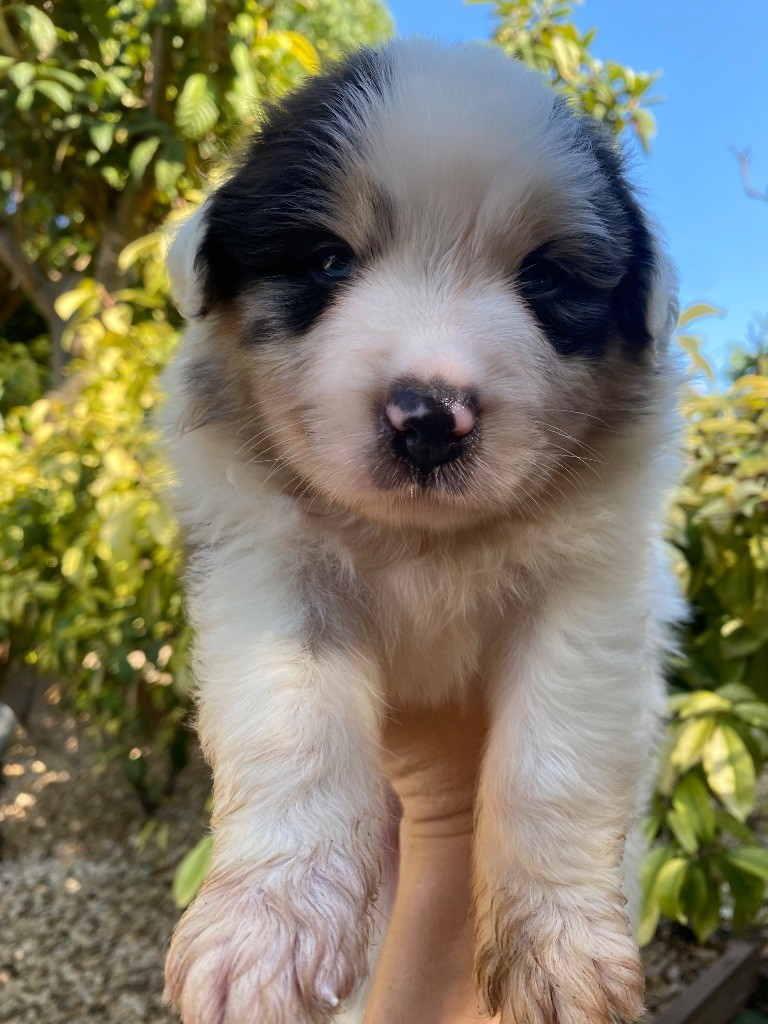 des Sources d'Émeraude - Chiots disponibles - Berger Australien
